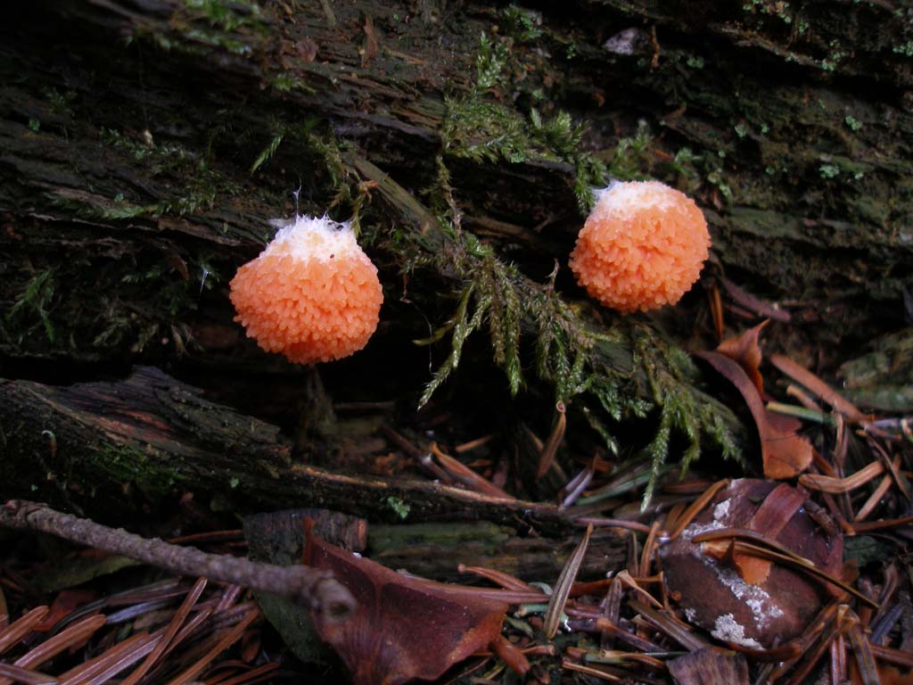 Funghi da determinare - 3